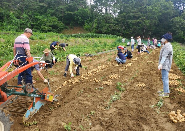 동천동, 어려운 이웃 돕기 위한 ‘사랑의 감자’ 수확